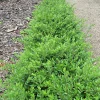 Willemse France - Chèvrefeuille à feuilles de buis maigruen - le pot / 1.5l / hauteur livrée 30-40cm, vendu par lot de 2 Discount