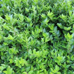 Willemse France - Chèvrefeuille à feuilles de buis maigruen - le pot / 1.5l / hauteur livrée 30-40cm, vendu par lot de 2 Discount