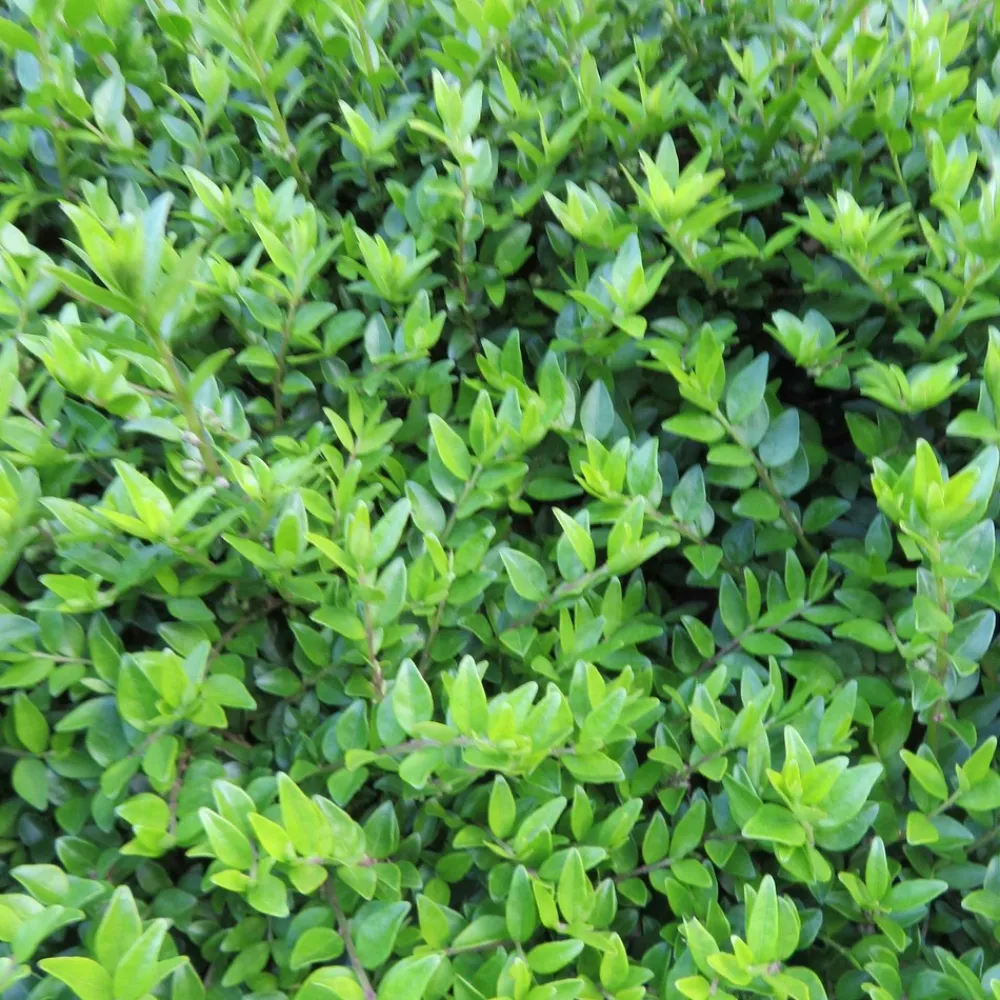 Willemse France - Chèvrefeuille à feuilles de buis maigruen - le pot / 1.5l / hauteur livrée 30-40cm, vendu par lot de 2 Discount