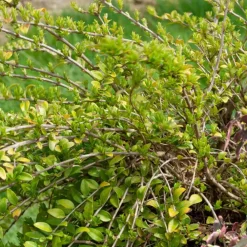 Willemse France - Chèvrefeuille à feuilles de buis maigruen - le pot / 1.5l / hauteur livrée 30-40cm, vendu par lot de 2 Discount