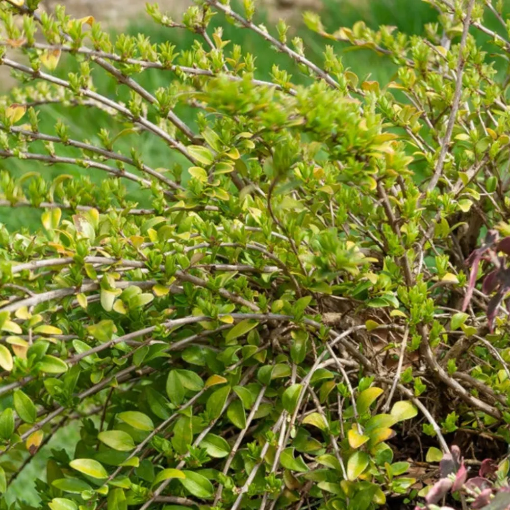 Willemse France - Chèvrefeuille à feuilles de buis maigruen - le pot / 1.5l / hauteur livrée 30-40cm, vendu par lot de 2 Discount
