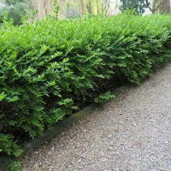 Willemse France - Chèvrefeuille à feuilles de buis maigruen - le pot / 1.5l / hauteur livrée 30-40cm, vendu par lot de 2 Discount