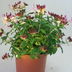 Willemse France Arbres Et Arbustes | - Chèvrefeuille arbustif chic et choc ® - le pot / 1.3l / hauteur livrée 15-20cm, vendu par lot de 2