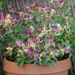 Willemse France Arbres Et Arbustes | - Chèvrefeuille arbustif chic et choc ® - le pot / 1.3l / hauteur livrée 15-20cm, vendu par lot de 2