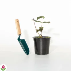 Willemse France Arbres Et Arbustes | - Chèvrefeuille arbustif chic et choc ® - le pot / 1.3l / hauteur livrée 15-20cm, vendu par lot de 2