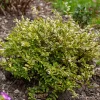 Willemse France - Chèvrefeuille à feuille de buis lemon beauty - le godet / ø 9cm Hot