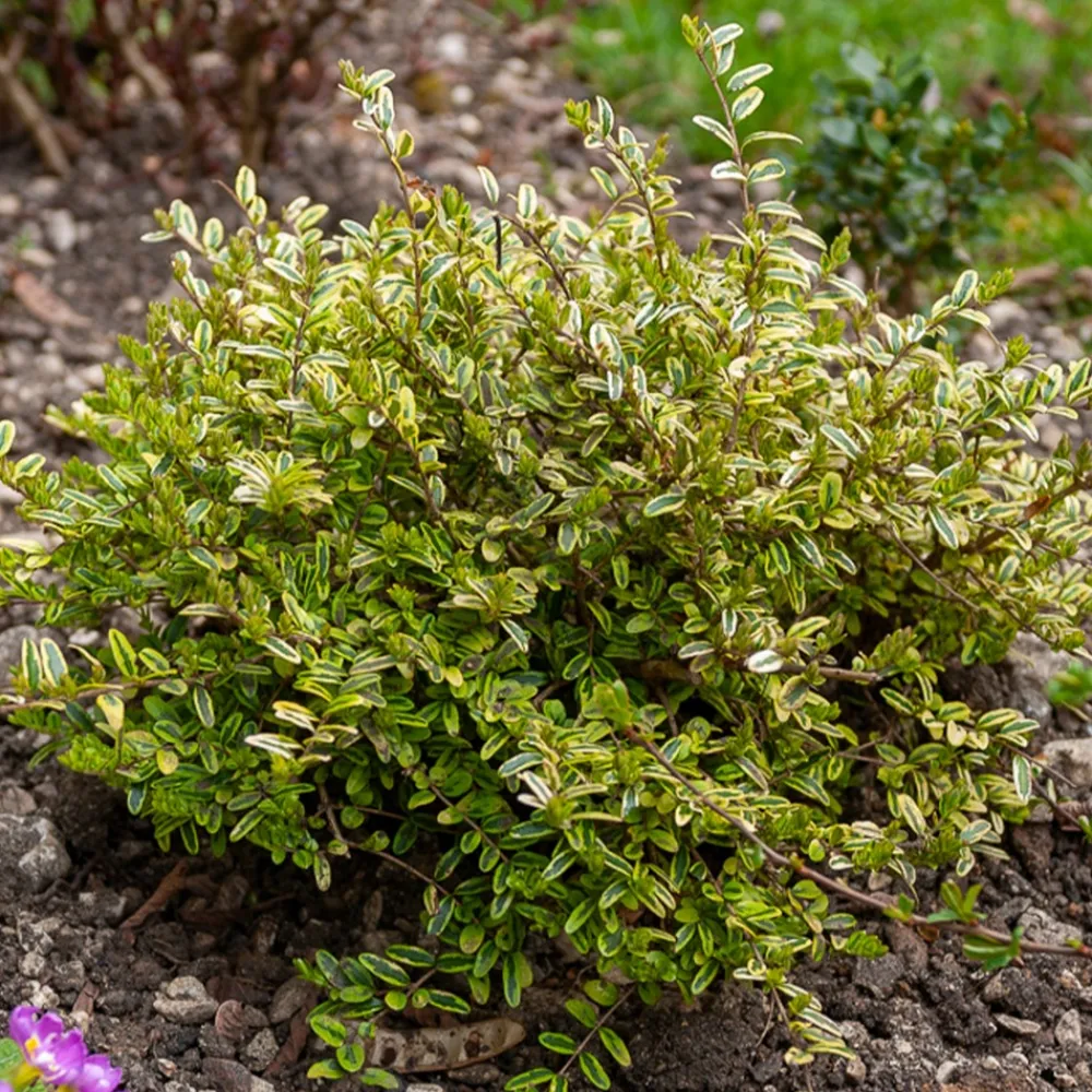 Willemse France - Chèvrefeuille à feuille de buis lemon beauty - le godet / ø 9cm Hot