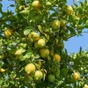 Willemse France Fruitiers Et Agrumes | - Citronnier vulcan - le pot / 1.5l / hauteur livrée 30-40cm