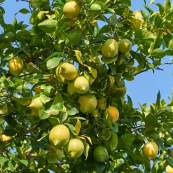 Willemse France Fruitiers Et Agrumes | - Citronnier vulcan - le pot / 1.5l / hauteur livrée 30-40cm