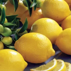 Willemse France Fruitiers Et Agrumes | - Citronnier vulcan - le pot / 1.5l / hauteur livrée 30-40cm