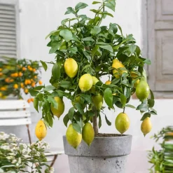 Willemse France Fruitiers Et Agrumes | - Citronnier vulcan - le pot / 1.5l / hauteur livrée 30-40cm
