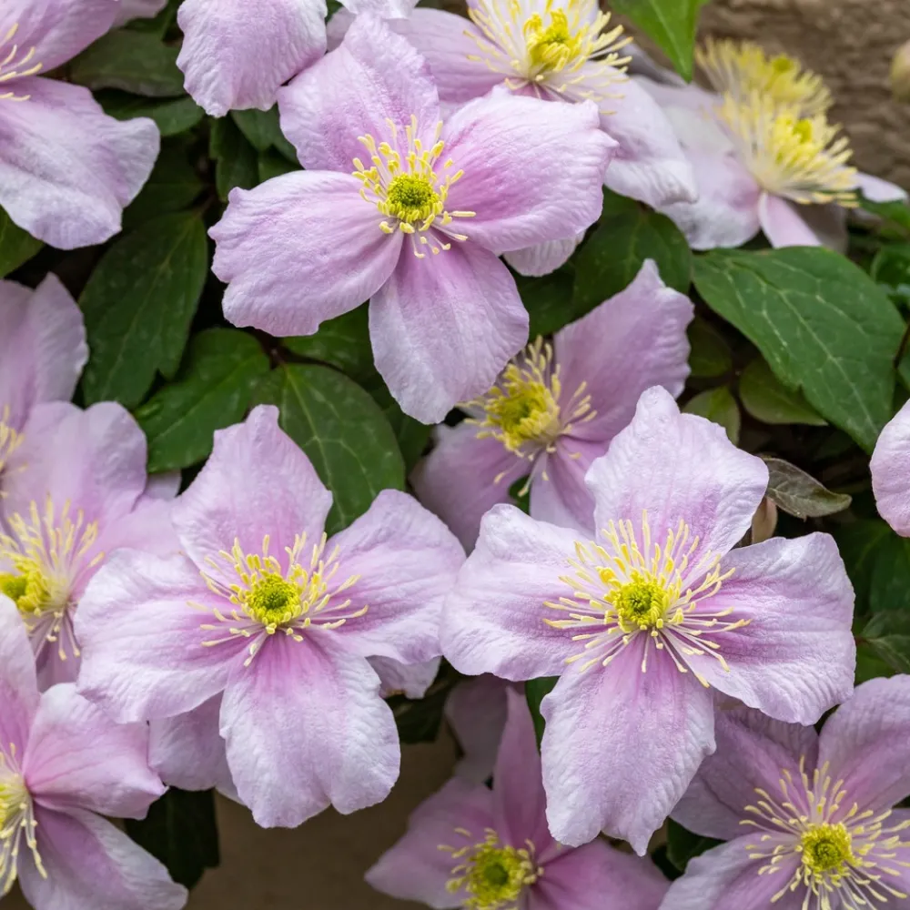 Willemse France Plantes Grimpantes | - Clématite mayleen - le pot / 2l / hauteur livrée 40-50cm