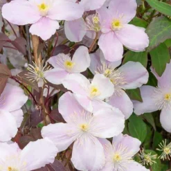 Willemse France Plantes Grimpantes | - Clématite mayleen - le pot / 2l / hauteur livrée 40-50cm
