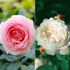 Willemse France - Collection de 2 rosiers : anglais her's ausgreen et ausgreen's winne - le paquet de 2 racines nues / 3+ branches