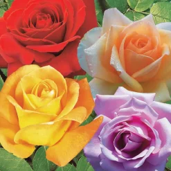 Willemse France - Collection de 4 rosiers : whisky, malaga, lune bleue, magie parfum - les 4 mottes / 3+ branches Sale