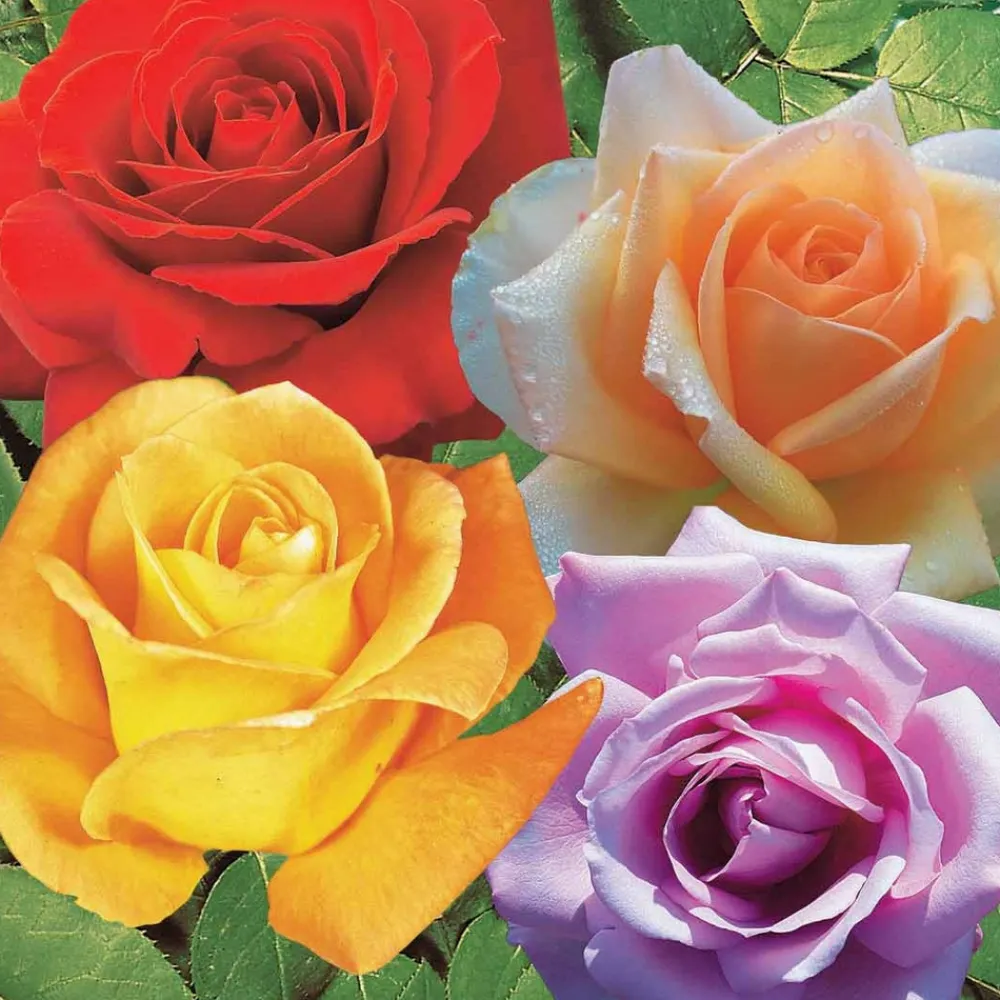 Willemse France - Collection de 4 rosiers : whisky, malaga, lune bleue, magie parfum - les 4 mottes / 3+ branches Sale