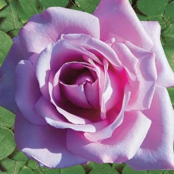 Willemse France - Collection de 4 rosiers : whisky, malaga, lune bleue, magie parfum - les 4 mottes / 3+ branches Sale