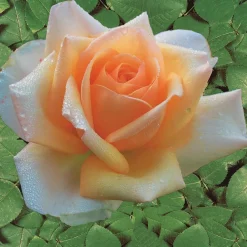 Willemse France - Collection de 4 rosiers : whisky, malaga, lune bleue, magie parfum - les 4 mottes / 3+ branches Sale