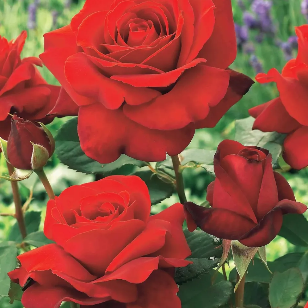 Willemse France - Collection de 4 rosiers : whisky, malaga, lune bleue, magie parfum - les 4 mottes / 3+ branches Sale