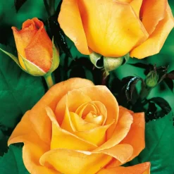 Willemse France - Collection de 4 rosiers : whisky, malaga, lune bleue, magie parfum - les 4 mottes / 3+ branches Sale