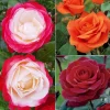Willemse France Rosiers | - Collection de 3 rosiers tiges : ramona, korbin, osiria - le paquet de 3 racines nues / tige 90-100cm