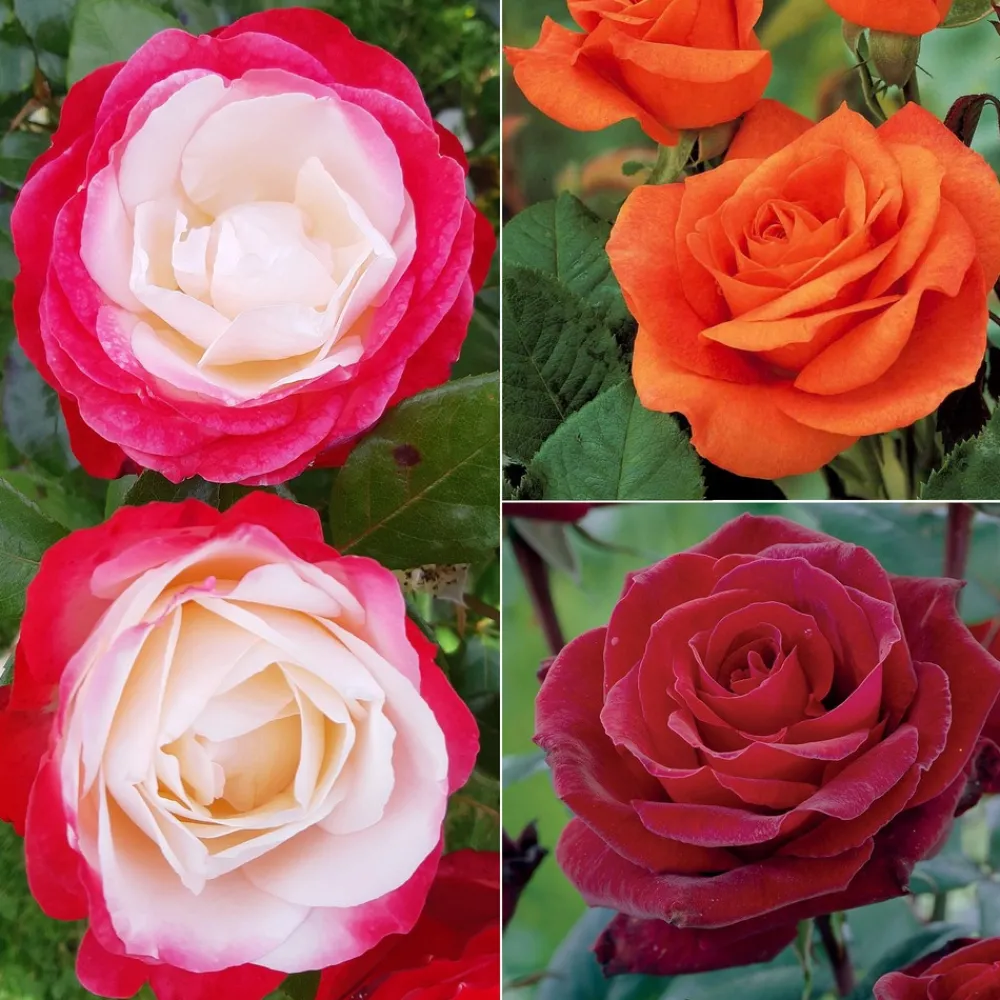 Willemse France Rosiers | - Collection de 3 rosiers tiges : ramona, korbin, osiria - le paquet de 3 racines nues / tige 90-100cm