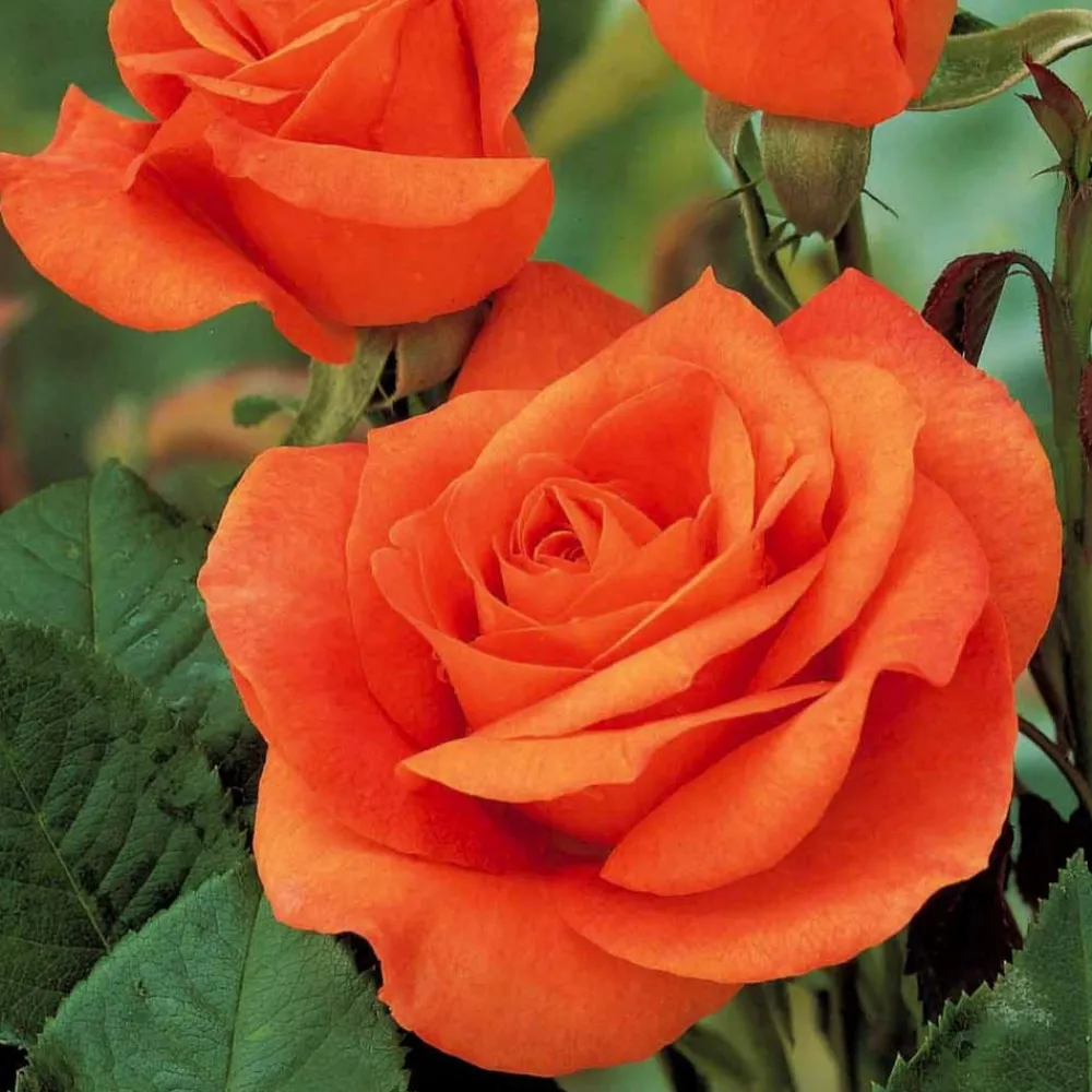 Willemse France Rosiers | - Collection de 3 rosiers tiges : ramona, korbin, osiria - le paquet de 3 racines nues / tige 90-100cm