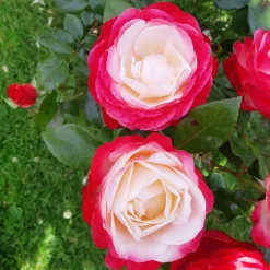 Willemse France Rosiers | - Collection de 3 rosiers tiges : ramona, korbin, osiria - le paquet de 3 racines nues / tige 90-100cm