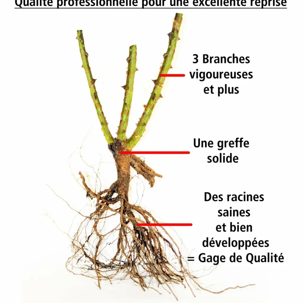 Willemse France Rosiers | - Collection de 3 rosiers tiges : ramona, korbin, osiria - le paquet de 3 racines nues / tige 90-100cm
