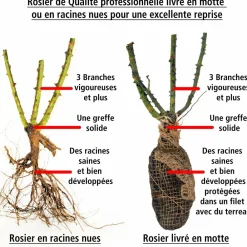 Willemse France Rosiers | - Collection de 3 rosiers tiges : ramona, korbin, osiria - le paquet de 3 racines nues / tige 90-100cm