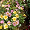 Willemse France - Collection de 6 rosiers couvre-sols happy chappy et wonderland - le paquet de 6 racines nues / 3+ branches Outlet