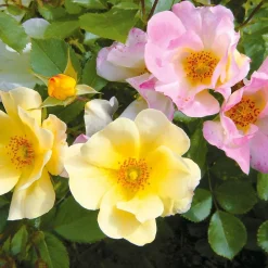 Willemse France - Collection de 6 rosiers couvre-sols happy chappy et wonderland - le paquet de 6 racines nues / 3+ branches Outlet