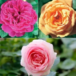 Willemse France - Collection de 3 rosiers anglais : fish ausgreen, charlie, her's ausgreen - le paquet de 3 racines nues / 3+ branches Best