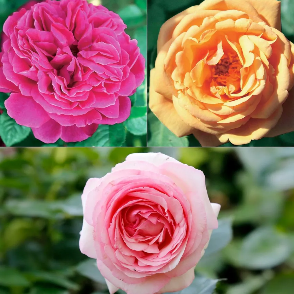 Willemse France - Collection de 3 rosiers anglais : fish ausgreen, charlie, her's ausgreen - le paquet de 3 racines nues / 3+ branches Best