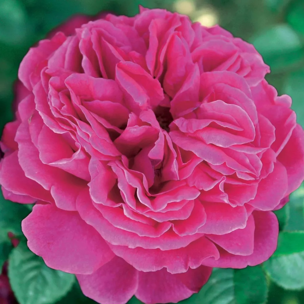 Willemse France - Collection de 3 rosiers anglais : fish ausgreen, charlie, her's ausgreen - le paquet de 3 racines nues / 3+ branches Best