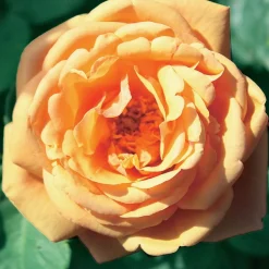 Willemse France - Collection de 3 rosiers anglais : fish ausgreen, charlie, her's ausgreen - le paquet de 3 racines nues / 3+ branches Best