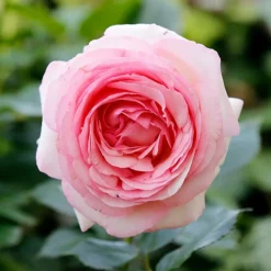 Willemse France - Collection de 3 rosiers anglais : fish ausgreen, charlie, her's ausgreen - le paquet de 3 racines nues / 3+ branches Best