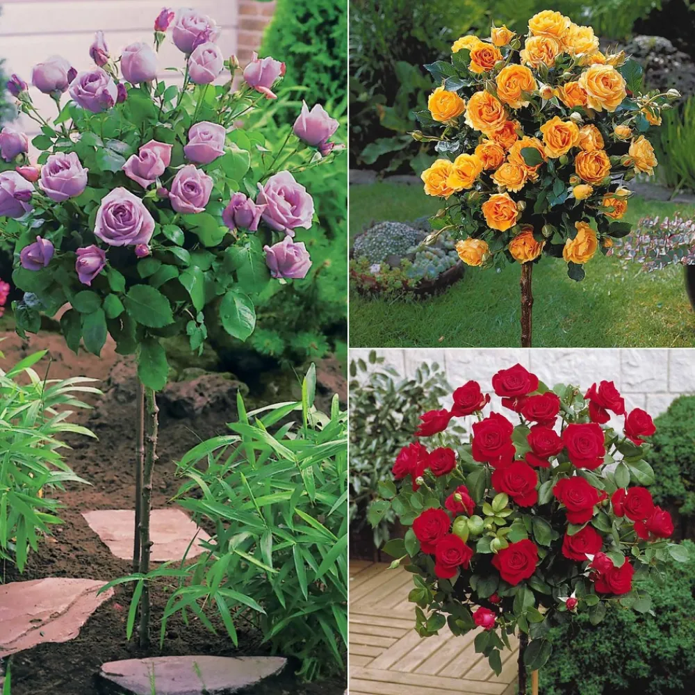 Willemse France - Collection de 3 rosiers tiges : walztime, sunsilk, dame de cœur - le paquet de 3 racines nues / tige 60cm New