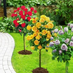 Willemse France - Collection de 3 rosiers tiges : walztime, sunsilk, dame de cœur - le paquet de 3 racines nues / tige 60cm New