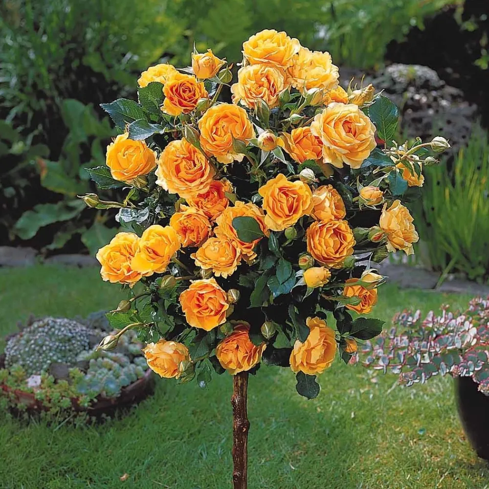 Willemse France - Collection de 3 rosiers tiges : walztime, sunsilk, dame de cœur - le paquet de 3 racines nues / tige 60cm New