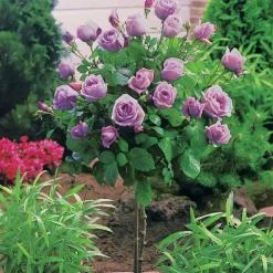 Willemse France - Collection de 3 rosiers tiges : walztime, sunsilk, dame de cœur - le paquet de 3 racines nues / tige 60cm New