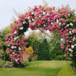Willemse France - Collection de 2 rosiers lianes immensee blanc et petite duchesse - le paquet de 2 racines nues / 3+ branches Online