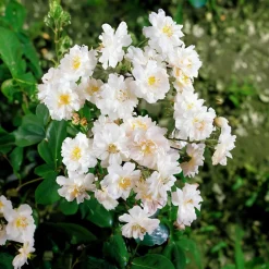 Willemse France - Collection de 2 rosiers lianes immensee blanc et petite duchesse - le paquet de 2 racines nues / 3+ branches Online