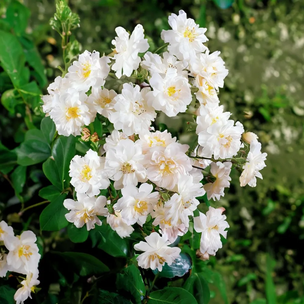 Willemse France - Collection de 2 rosiers lianes immensee blanc et petite duchesse - le paquet de 2 racines nues / 3+ branches Online