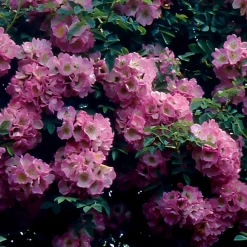 Willemse France - Collection de 2 rosiers lianes immensee blanc et petite duchesse - le paquet de 2 racines nues / 3+ branches Online