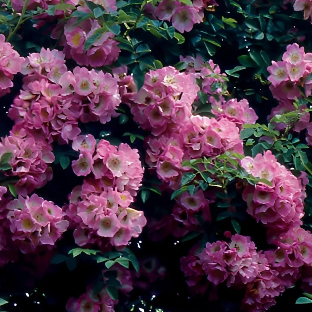 Willemse France - Collection de 2 rosiers lianes immensee blanc et petite duchesse - le paquet de 2 racines nues / 3+ branches Online