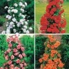 Willemse France - Collection de 4 rosiers arbustes : shalom, korbin, westerland, handel - le paquet de 4 racines nues / 3+ branches Sale