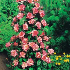 Willemse France - Collection de 4 rosiers arbustes : shalom, korbin, westerland, handel - le paquet de 4 racines nues / 3+ branches Sale