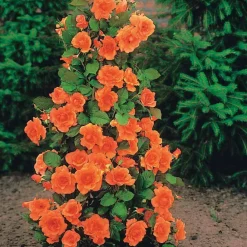 Willemse France - Collection de 4 rosiers arbustes : shalom, korbin, westerland, handel - le paquet de 4 racines nues / 3+ branches Sale