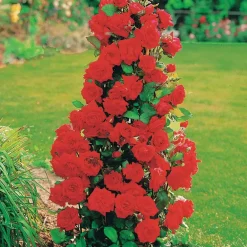 Willemse France - Collection de 4 rosiers arbustes : shalom, korbin, westerland, handel - le paquet de 4 racines nues / 3+ branches Sale